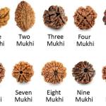 ॐ The Man Herbs – Nepal Origin 5 Mukhi (Panchmukhi) Rudraksha – 17mm to 22mm ॐ