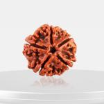 ॐ Original Nepal Origin 5 Mukhi (Panchmukhi) Rudraksha – 17mm to 22mm ॐ