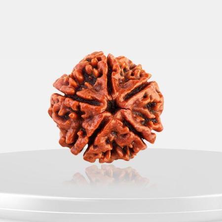 ॐ The Man Herbs – Nepal Origin 5 Mukhi (Panchmukhi) Rudraksha – 17mm to 22mm ॐ