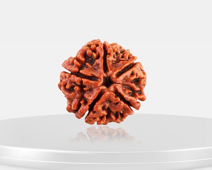 ॐ The Man Herbs – Nepal Origin 5 Mukhi (Panchmukhi) Rudraksha – 17mm to 22mm ॐ