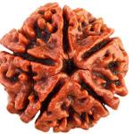ॐ The Man Herbs – Nepal Origin 5 Mukhi (Panchmukhi) Rudraksha – 17mm to 22mm ॐ