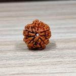 ॐ The Man Herbs – Nepal Origin 5 Mukhi (Panchmukhi) Rudraksha – 17mm to 22mm ॐ