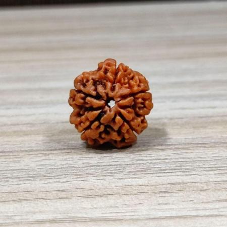 ॐ The Man Herbs – Nepal Origin 5 Mukhi (Panchmukhi) Rudraksha – 17mm to 22mm ॐ