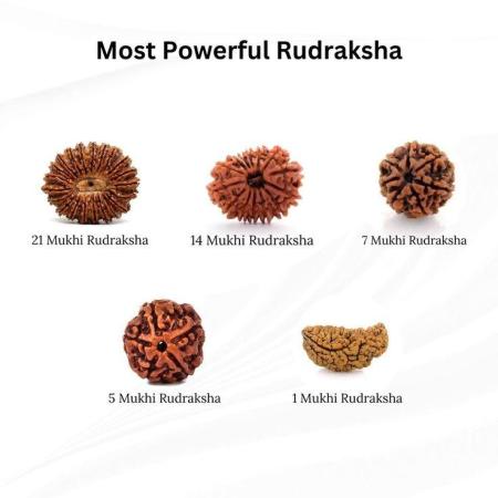 ॐ The Man Herbs – Nepal Origin 5 Mukhi (Panchmukhi) Rudraksha – 17mm to 22mm ॐ