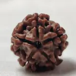 ॐ The Man Herbs – Nepal Origin 5 Mukhi (Panchmukhi) Rudraksha – 17mm to 22mm ॐ